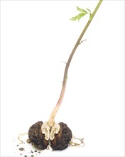 Walnut Seedling Leaning Right against White Background