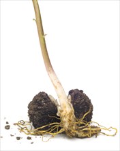 Walnut Seedling with Roots against White Background, Close-Up