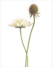 Cream Scabiosa, Scabiosa ochroleuca, Bloom and Seed Pod against White Background