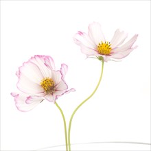 Two Cosmos Flowers against White Background