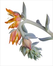 Blooming Succulent with Orange Flowers against White Background