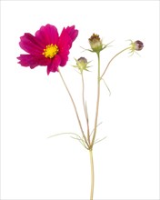 Dark Pink Anemone Flowers on Stem against White Background