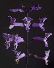 Plectranthus "Mona Lavender' Flowers against Black Background