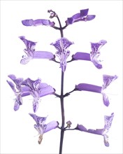 Plectranthus "Mona Lavender' Flowers against White Background