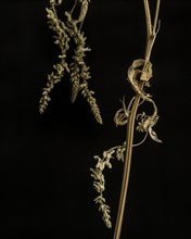 Dried Grasses against Black Background