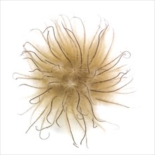 Clematis Seed Head against White Background, High Angle View