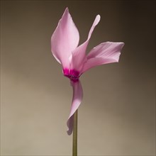 Pink 'On Pointe' Cyclamen, Bloom on Stem