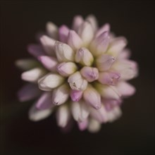 Tomcat Clover, Trifolium willdenovii, Pink and White against Black Background, Close-Up