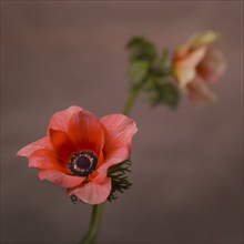 Two Pink Anemone Flowers, Selective Focus