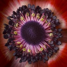 Anemone Flower, Center, Close-Up
