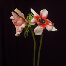 Two Anemone Flowers against Black Background
