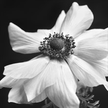 Anemone Flower in Bloom, Close-Up