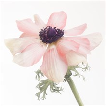 Anemone Flower in Bloom with Stem against White Background, Close-Up