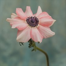 Anemone Flower in Bloom with Stem against Turquoise Background, Close-Up