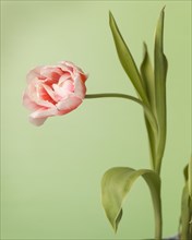 Tulip, Bowed and Curved on Stem against Light Green Background