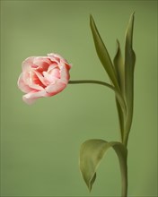Tulip, Bowed and Curved on Stem against Green Background