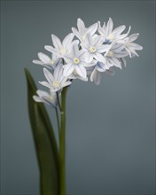 Flowering White Pushkinia with Blue Stripes on Petals