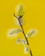 Pussy Willow Going to Seed against Yellow Background