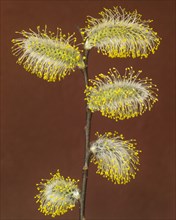 Pussy Willow Going to Seed against Rust Background