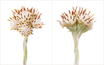 Two Plantain Leaf Pussytoes, Artennaria plantaginifolia, Diptych, Front and Rear Views