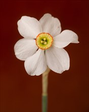 Narcissus Flower, White Petals with Yellow and Orange Center, against Red Background