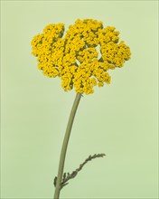 Yellow Yarrow Flower, Achillea millefolium, against Light Green Background