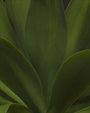 Green Succulent Leaves, Close-Up