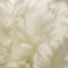 Close-up Detail of Double White Peony