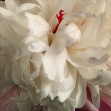 Close-up of White Peony with Red Detail