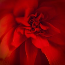 Red Begonia, Close-Up Detail