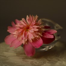 Pink Peony Flower in Glass Bowl