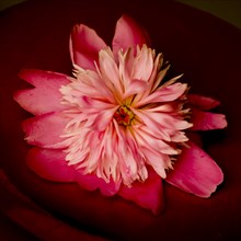 Pink Peony Flower, Close-up