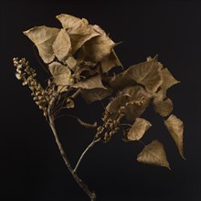 Dried Leaves and Seed Pods on Branch Against Black Background