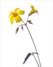 Yellow Flower against White Background