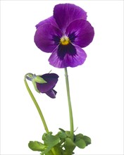 Violet Pansy against White Background
