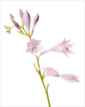 Flowering Hosta or Plantain Lily against White Background