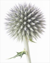 Globe Thistle, Echinops ritro, Pre-Bloom against White Background