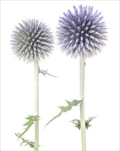 Two Globe Thistles, Echinops ritro, Pre-Bloom against White Background