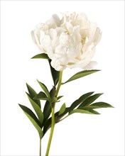 Flowering White Peony against White Background