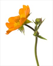 Flowering Orange Geum against White Background