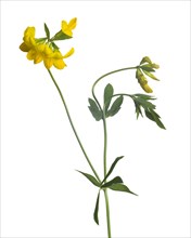 Yellow Bird's Foot Trefoil, Lotus corniculatus, against White Background