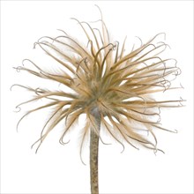 Clematis Seed Head against White Background