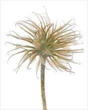 Clematis Seed Head against White Background