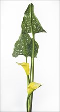 Yellow Calla Lily with Speckled Leaves against White Background