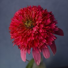 Red Coneflower or Echinacea against Blue Background