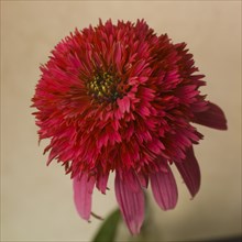 Red Coneflower or Echinacea against Beige Background