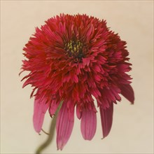 Red Coneflower or Echinacea against Light Background