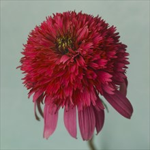 Red Coneflower or Echinacea against Turquoise Background