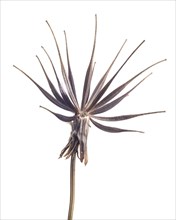 Dried Cosmos with Seed Pods against White Background