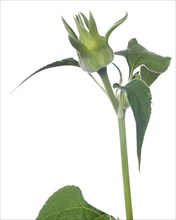Budding Mexican Sunflower, Tithonia rotundifolia, against White Background